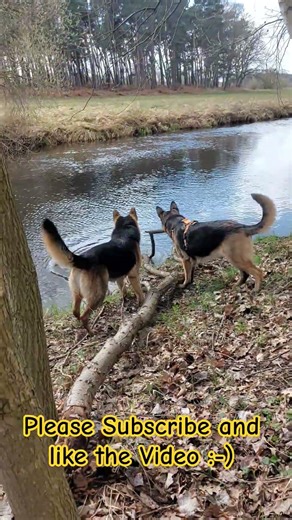 Ball vs tree...The same game but bigger dimention.... #funnydogs #funny #funnyanimals
