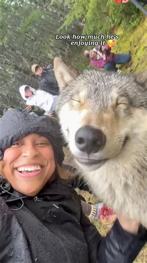 Wolves have a soft side too – watch these heartwarming moments with a wolf! #Wolf#Human #Gentle#warm