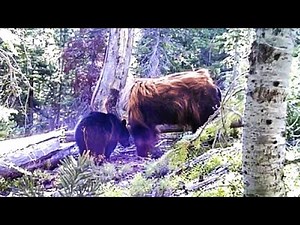 What This Man's Trail Camera Captured In Forest Shocks The Entire World.. Just Watch This!