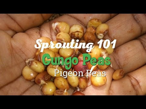 SPROUTING 101 | HOW TO SPROUT GUNGO PEAS | PIGEON PEAS | USES & BENEFITS
