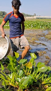 Traditional Village River lots of fish #mudfish #fishvideo #reels | Sadik Fishing BD
