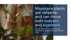 Monstera Indoor vs Outdoor
