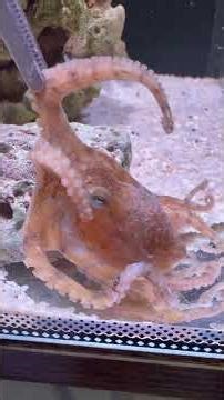 The blue-ringed octopus sprayed ink on itself. Fantastic animals are on TikTok. Animal world. Bl