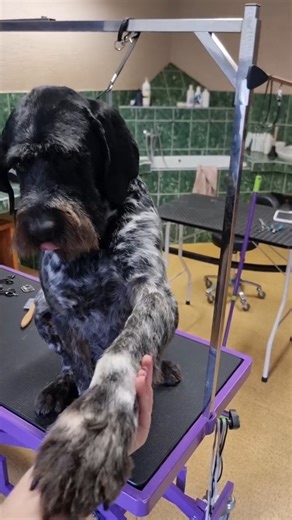 Wirehaired Pointer Grooming Glow-Up! 🐶 Before vs After #handstripping
