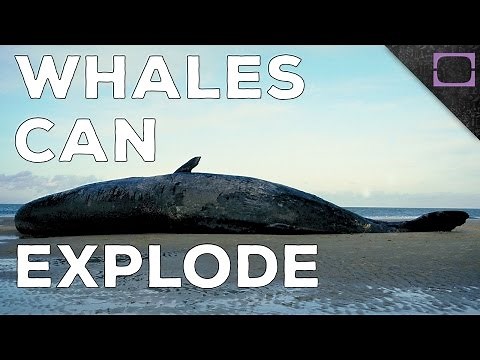 Why Do Beached Whales Explode?