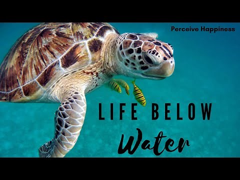Sustainability Goal #14: Life Below Water