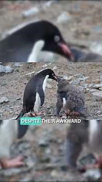 Waddle for Survival: How Penguins Walk to Stay Alive #PenguinFacts #WildlifeShorts #AnimalBehavior