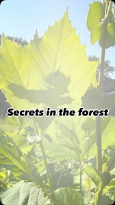 In these times, it’s best to be like water. #ohio #foraging #letsgrow #homesteadersofinstagram #foryou #explore #614 #mushrooms #fyp | Spicebush Woodcraft | Facebook