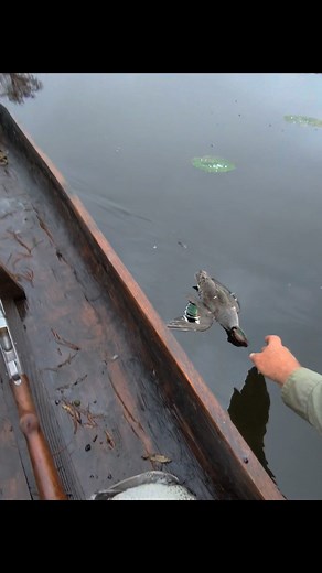 439K views · 11K reactions | Dugout Pirogues, Cane calls, and old Hammer guns. | Dale P Bordelon | Facebook