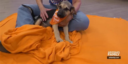 Pets on Parade (Full Episode) September 6, 2025