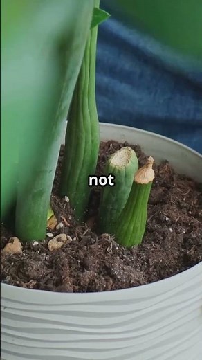 How to Propagate ZZ Plants