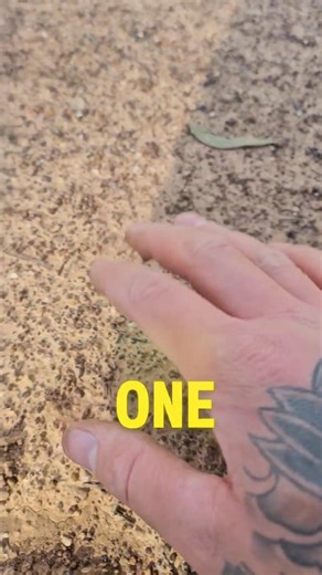 Looking for gold on ants nests 🐜 | Vo-Gus Prospecting
