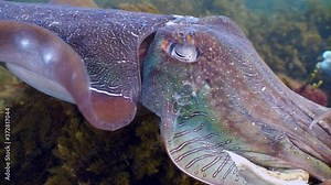 Giant Australian Cuttlefish Sepia apama Migration Whyalla South Australia 4k slow motion, mating, laying eggs, fighting, aggregation, underwater