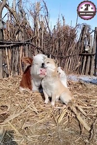 33M views · 229K reactions | "The only way to have a friend is to be...