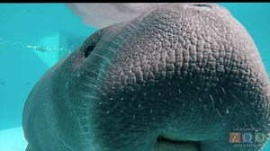 4.5K views · 294 reactions | Boop! It's Manatee Appreciation Day!...