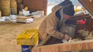 Beginners Guide To Raising Turkeys On Pasture - Pastured Turkey...