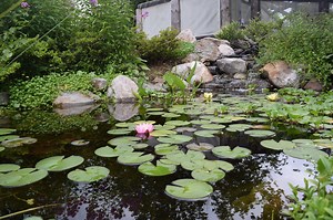Fish & KOI Pond Contractor|Central PA|Lebanon|Harrisburg|Mechanicsburg