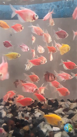 Aquarium Glow Tetra #goldfish #aquarium #fish #aquariumfish #aquariumlife #aquariumfishmarket