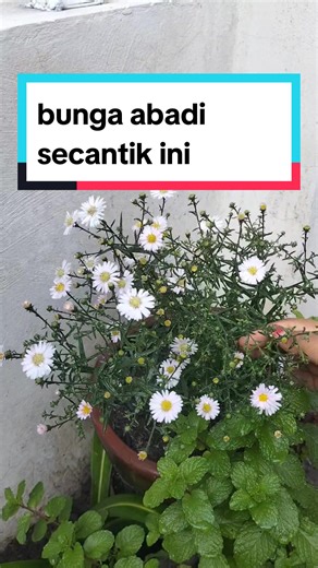 suka sekali koleksi tanaman bunga2an, selain warna mereka yg berwarna warni cantik2...juga mengundang makhluk2 cantik seperti kumbang dan kupu2. impian bgt punya halaman luaas terus ada space bunga khususnya 🤗 btw kalau kalian mau bunga kalian berbunga lebat dan terus2an berbunga jangan skip poc bunga dari @infarm id bisa cek showcase profil aku ya ❤️ #berkebun #menanam #bunga #tanamanhias #bungapikok #pupukorganik #poc #infarm #tips