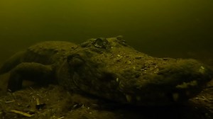 12K views · 516 reactions | Underwater alligator video in the...