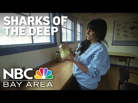 San Francisco shark researcher goes rogue studying obscure sharks of the deep