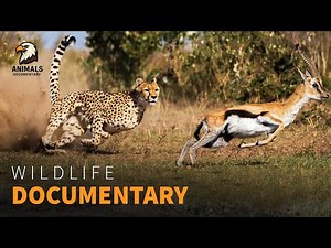 High-Speed Chase | Cheetah vs Gazelle in Action | Wildlife Documentary