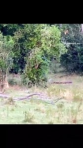 leopard v cobra | Myiphoneอุดรธานี มือถือแบรนด์แท้ ราคาถูกสุดในประเทศ