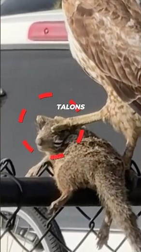 When Your Backyard Goes Silent… Look Up #shorts #wildlife