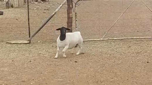 5.7K views · 128 reactions | We remain steadfast in making sure that our dorper breeding programme is forever fine tuned and refined to meet today and tommorows standards. #PurposeBreeding | ONLC boergoat stud | Facebook