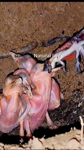 180K views · 766 reactions | Review bird nest, bird life baby bird nest #birdlovers #holidays #wildlife #squirrel #naturelover #babybird #relax #birdsofinstagram #birdnest #birdsounds #littlebird #bird #birdlife #nature #motherbird #viralvideo #reviewbirdnest #babybird #birdphotography #birdwatching #naturephotography #beautifulnature | Natural Life | Facebook