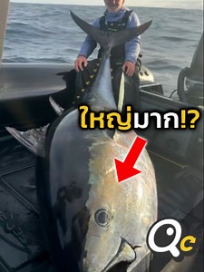 ปลาทูน่าครีบน้ำเงิน #สาระน่ารู้ #funfacts #Viral #Trending #เคยเห็นไหม