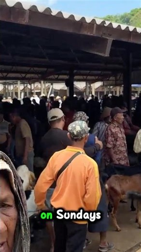 This is what a goat market looks like 😇 #goatmarket #goatvideos