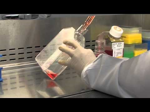 ViaCyte’s chief scientific officer explains beta cell encapsulation