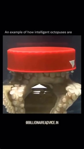 billionaireadvice.in on Instagram: "Octopuses are considered some of the most intelligent invertebrates on the planet, showing cognitive abilities that rival many mammals. They can solve complex puzzles, navigate mazes, learn through observation, and use tools such as coconut shells for shelter. Their problem-solving skills, impressive short- and long-term memory, and capacity for camouflage and deception all point to a highly developed nervous system, despite their intelligence being distribute