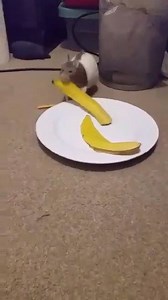 157K views · 1.9K reactions | hop, hop, hop submitted by instagram @leoandtrunks | animals eating fruit | Facebook