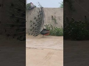 Peacock Dance Display in Full HD | Nature Wildlife Video#peacockdance