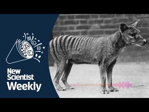 Thylacine RNA extracted from extinct animal for first time I New Scientist Weekly podcast 216