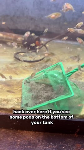 Scoop Your Fish Poop