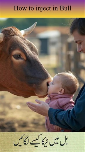 How to Inject in Bull | #petshub #jeevansakshi