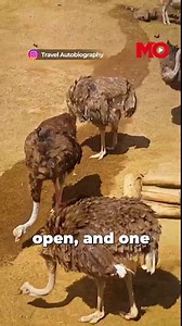 Ostrich in Kerala: Video of 'featherless' bird running in Kochi goes viral