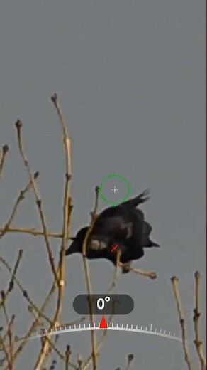 Pest control with the Alpex 4k LRF #hikmicro #pestcontrol #hunting