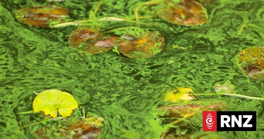 These Waikato hydro lakes are supposed to be safe to swim in, but a toxic algae problem is getting worse