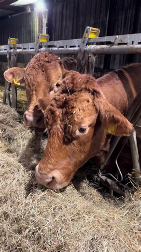 Caring for Calves: A Farm Life Story