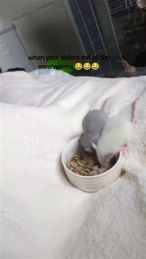 Sisterly Mealworm Mishap with Baby Rats