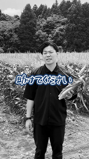 激甘とうもろこしの魅力と販売情報
