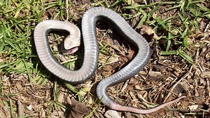 Snakes 'rattle' metro Atlanta residents