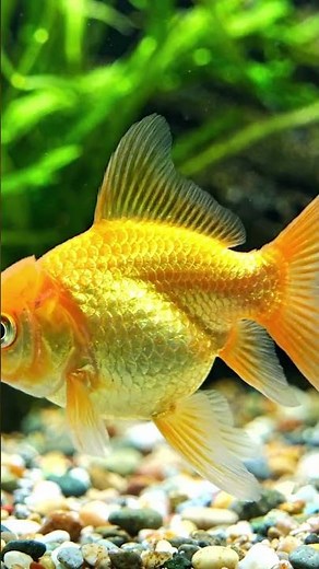 golden fish