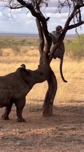 Cheetah Climbing a Tree Crying for Help — Shocking Rescue Moment!