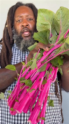 Pink beauty amaranth! All the way from India comes this fluorescent, hot pink beauty. Delicious spinach like leaves and tasty stems are perfect simmered up in soups and stirfry. #Amaranth #bakercreekseeds #heirloom #gardening | Baker Creek Seeds