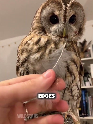 Owls aka “ninjas of the bird world.” 🦉🥷